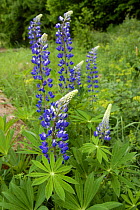 Lupin (Lupinus polyphyllus) flowers. Altmuehl Valley near Deising, Bavaria, Germany, May