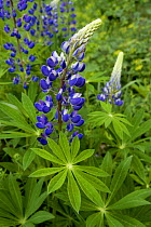 Lupin (Lupinus polyphyllus) in blossom. Altmuehl Valley near Deising, Bavaria, Germany, May