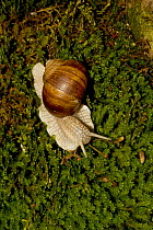 Edible snail (Helix pomatia) crawling over moss, near Regensburg, Bavaria, Germany.