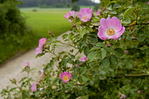 Dog rose (Rosa canina) in flower along a country lane, Naab Valley, Bavaria, Germany, June 2007