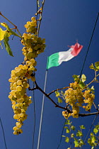 White grapes (Vitis vinifera) with Italian flag, Cilento National Park, Campania, Italy, September 2008