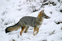 South American grey fox (Pseudolopex / Lycalopex griseus) standing in snow, Torres del Paine National Park, Chile, July