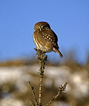 Austral pygmy owl (Glaucidium nanum) perching on the top of a branch, Torres del Paine National Park, Chile, 2004