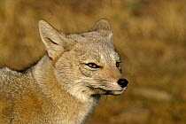 Argentine / South American grey fox {Pseudolopex griseus} Torres del Paine National Park, Chile