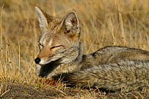 Argentine / South American Grey fox (Pseudolopex / Lycalopex griseus) sleeping, Torres del Paine National Park, Chile