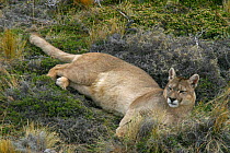 Puma (Felis / Puma concolor) female lying down, Torres del Paine National Park, Chile, 2004