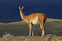 Guanaco (Lama guanicoe) standing on look out, Torres del Paine National Park, Chile