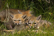 Argentine / South American grey fox (Pseudalopex / Lycalopex griseus) cubs resting, Torres del Paine National Park, Chile