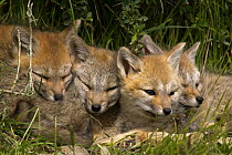 Argentine / South American grey fox (Pseudalopex / Lycalopex griseus) cubs resting, Torres del Paine National Park, Chile