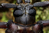 Head close up of Giant Longhorn beetle (Cerambycidae) Sabah, Malaysia, Borneo. April 2006.