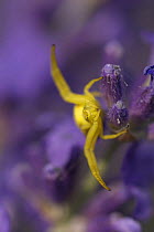Yellow crab / Goldenrod spider (Misumena vatia) on English lavender (Lavandula angustifolia). Somerset, UK. July