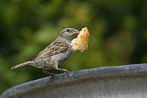 House / Common sparrow (Passer domesticus) female with bread in its beak. Isles of Scilly, Cornwall, UK. August