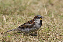 Male House / Common sparrow (Passer domesticus) on grass. Isles of Scilly, Cornwall, UK. August
