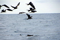 Magnificent frigate birds (Fregata magnificens) following a Sailfish (Istiophorus albicans) to be led to large shoals of fish. Isla Mujeres, Caribbean, Mexico. January