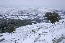 Mountain landscape and fields in snow, Black Mountains, Brecon Beacons National Park, South Wales, UK, March 2006.