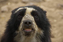 Spectacled bear (Tremarctos ornatus) snarling, captive, Dry forest, Northern Peru. April 2007.