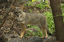 Sechuran / Peruvian desert fox (Pseudalopex / Lycalopex sechurae) Dry Forest, Northern Peru, April