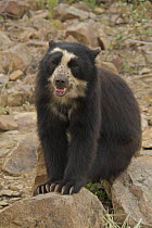 Spectacled bear (Tremarctos ornatus) captive, Dry forest, Northern Peru. April