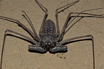 Tailless whip scorpion (Amblypygi sp) on mud wall, tropical dry forest, Northern Peru. April