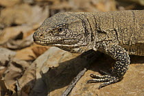 False Monitor Lizard / Monitor Tegu (Callopistes flavipunctatus). This sub species known as the Tumbesian Tegu. Dry Forest, Northern Peru, April
