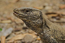 False Monitor Lizard / Monitor Tegu (Callopistes flavipunctatus). This sub species known as the Tumbesian Tegu. Dry Forest, Northern Peru, April