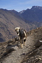 Domestic goat (Capra hircus) on rocky mountain path, Atlas Mountains, Morroco. March 2006.