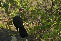 White-winged guan (Penelope albipennis) in tropical dry forest, Chappari Reserve, Peru. April
