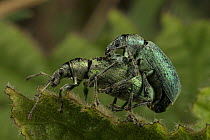 Nettle weevils (Phyllobius pomaceus) mating on nettles. South Wales, UK. May