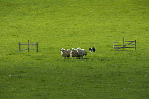 Border collie herding Domestic sheep at sheepdog trials. Mid Wales, UK. May 2007.