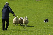 Border collie herding Domestic sheep  and shepherd at sheepdog trials. Mid Wales, UK. May 2007.