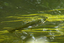 Brown trout (Salmo trutta) rising to take insect from river surface. River Stour, Kent, UK. June