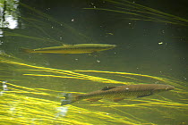 Chub (Leuciscus cephalus) in foreground and Brown trout (Salmo trutta) behind it. River Stour, Kent, UK. June