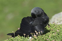 Jackdaw (Corvus monedula) preening. Skomer Island, Pembrokeshire Coast National Park, Wales, UK. June
