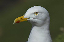 Herring gull (Larus argentatus) close up, Skomer Island, Pembrokeshire Coast National Park, Wales, UK. June
