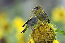 Adult and juvenile Greenfinch (Carduelis chloris) on sunflower, Isles of Scilly, UK. August