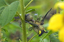 Adult Greenfinch (Carduelis chloris) feeding juvenile on sunflower plant, Isles of Scilly, UK. August