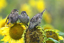 Female Comon / House sparrow (Passer domesticus) feeding on sunflower, two juveniles waiting to be fed in background. Isles of Scilly, UK. August