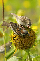 Juvenile House / Common sparrow (Passer domesticus) begging from adult male, perched on sunflower. Isles of Scilly, UK. August