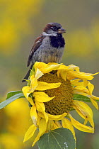 Male Common / House sparrow (Passer domesticus) perched on sunflower. Isles of Scilly, UK. August