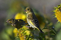 Juvenile Greenfinch (Carduelis chloris) perched on sunflower, adult in background, Isles of Scilly, UK. August