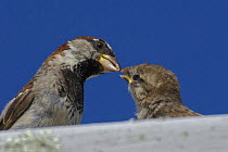 Male Common / House sparrow (Passer domesticus) feeding juvenile on roof. Isles of Scilly, UK. August