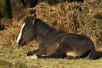 New Forest Pony (Equus ferus caballus) foal resting in the sun. New Forest National Park, Hampshire, UK. November 2007.