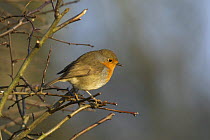 Robin (Erithacus rubecula) perched in farmland hedge in winter. Somerset, UK. December