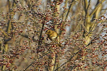 Song thrush (Turdus philomelos) perched in Spindle tree in frost, Wales, UK. December