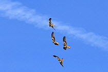 Four Red kites (Milvus milvus) in flight. Three kites chasing a kite with food in its talons. Mid Wales, UK. February