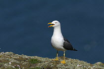 Lesser black-backed gull (Larus fuscus) calling on top of sea cliff. Skomer Island, Pembrokeshire Coast National Park, West Wales, UK. April
