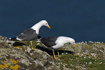 Lesser Black-backed Gulls (Larus fuscus), pair courting on top of sea cliff. Skomer Island, Pembrokeshire Coast National Park, West Wales, UK. April
