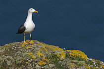 Lesser Black-backed Gull (Larus fuscus) on top of sea cliff. Skomer Island, Pembrokeshire Coast National Park, West Wales, UK. April