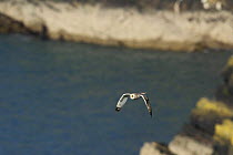 Short-eared owl (Asio flammeus) flying over sea and cliffs. Skomer Island, Pembrokeshire Coast National Park, West Wales, UK. April