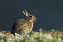 European rabbit (Oryctolagus cuniculus) on sea cliff. Skomer Island, Pembrokeshire Coast National Park, West Wales, UK. April